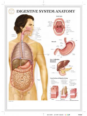 BS104RR-Digestive System Anatomy(1)