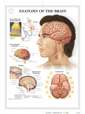 BS105RR-Anatomy of The Brain(1)