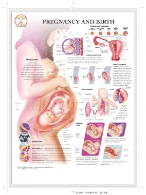 BS199RR-Pregnancy and Birth(1)